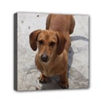 Weiner Dog Mini Canvas 6  x 6  (Stretched)
