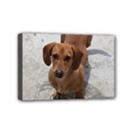 Weiner Dog Mini Canvas 6  x 4  (Stretched)