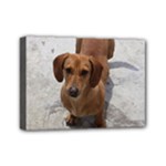 Weiner Dog Mini Canvas 7  x 5  (Stretched)