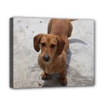 Weiner Dog Canvas 10  x 8  (Stretched)