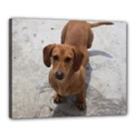 Weiner Dog Canvas 20  x 16  (Stretched)