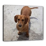 Weiner Dog Canvas 24  x 20  (Stretched)