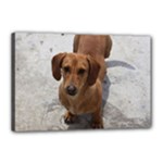 Weiner Dog Canvas 18  x 12  (Stretched)