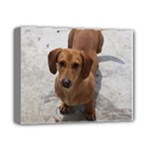 Weiner Dog Deluxe Canvas 14  x 11  (Stretched)