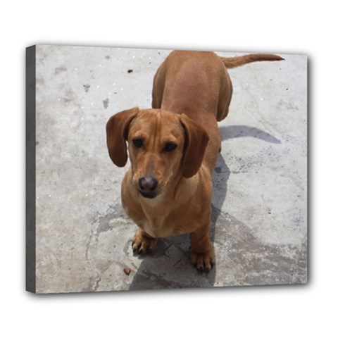 Weiner Dog Deluxe Canvas 24  x 20  (Stretched) from ArtsNow.com