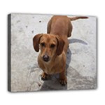 Weiner Dog Deluxe Canvas 24  x 20  (Stretched)