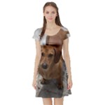 Weiner Dog Short Sleeve Skater Dress