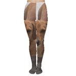 Weiner Dog Tights