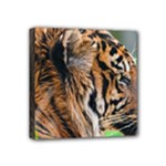 Tiger Mini Canvas 4  x 4  (Stretched)