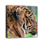 Tiger Mini Canvas 6  x 6  (Stretched)