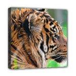 Tiger Mini Canvas 8  x 8  (Stretched)