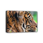 Tiger Mini Canvas 6  x 4  (Stretched)