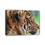Tiger Mini Canvas 7  x 5  (Stretched)