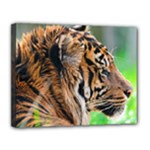 Tiger Canvas 14  x 11  (Stretched)