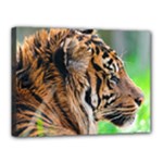 Tiger Canvas 16  x 12  (Stretched)