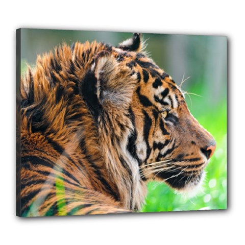Tiger Canvas 24  x 20  (Stretched) from ArtsNow.com
