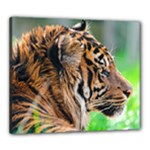 Tiger Canvas 24  x 20  (Stretched)