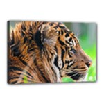 Tiger Canvas 18  x 12  (Stretched)