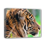 Tiger Deluxe Canvas 14  x 11  (Stretched)