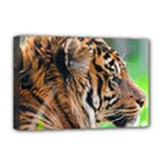 Tiger Deluxe Canvas 18  x 12  (Stretched)