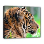 Tiger Deluxe Canvas 24  x 20  (Stretched)