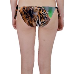 Bikini Bottoms 