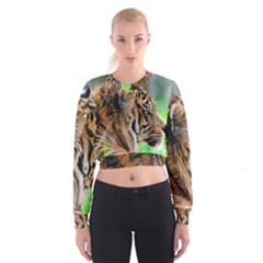 Cropped Sweatshirt 