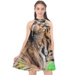Tiger Halter Neckline Chiffon Dress 