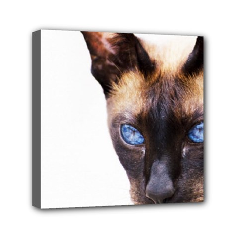 Siamese Cat Mini Canvas 6  x 6  (Stretched) from ArtsNow.com