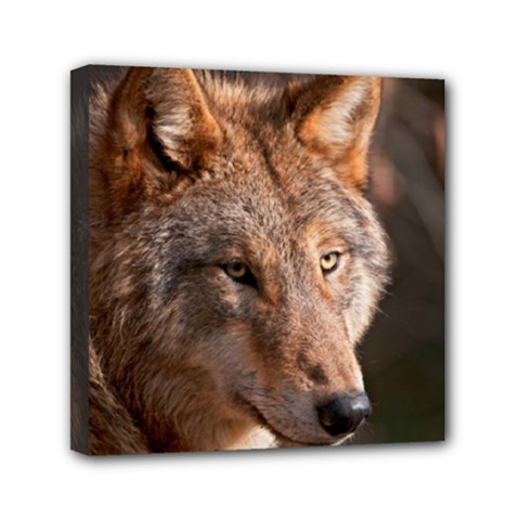 Wolf Mini Canvas 6  x 6  (Stretched) from ArtsNow.com
