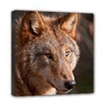 Wolf Mini Canvas 8  x 8  (Stretched)