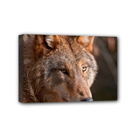 Wolf Mini Canvas 6  x 4  (Stretched) from ArtsNow.com