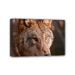 Wolf Mini Canvas 6  x 4  (Stretched)