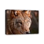 Wolf Mini Canvas 7  x 5  (Stretched)