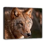 Wolf Canvas 14  x 11  (Stretched)