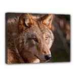 Wolf Canvas 16  x 12  (Stretched)