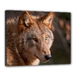 Wolf Canvas 20  x 16  (Stretched)