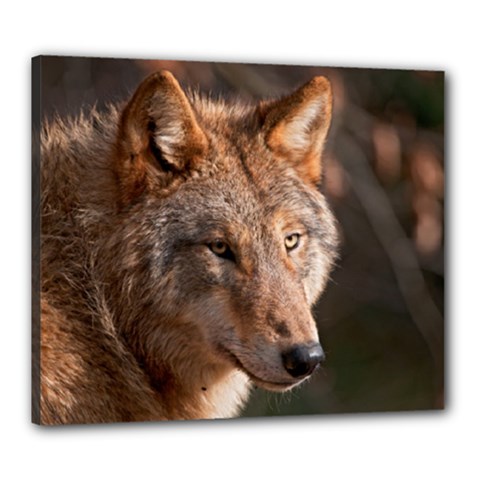 Wolf Canvas 24  x 20  (Stretched) from ArtsNow.com