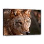 Wolf Canvas 18  x 12  (Stretched)