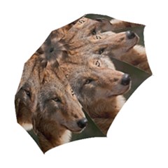 Folding Umbrella 
