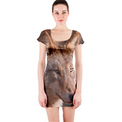 Short Sleeve Bodycon Dress Front Short Sleeve Bodycon Dress Front