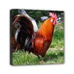 Rooster Mini Canvas 6  x 6  (Stretched)