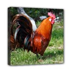 Rooster Mini Canvas 8  x 8  (Stretched)