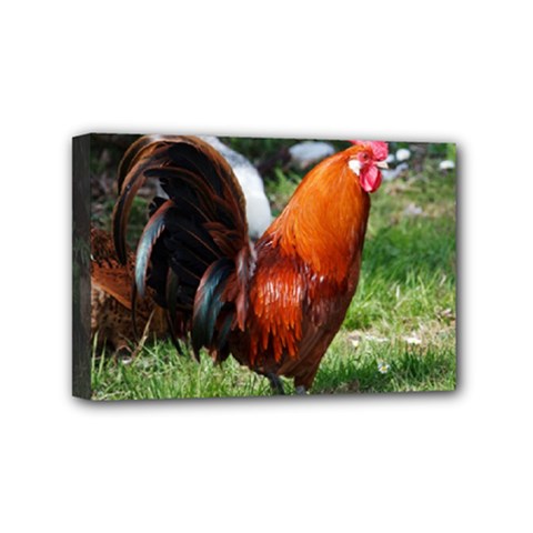 Rooster Mini Canvas 6  x 4  (Stretched) from ArtsNow.com