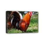 Rooster Mini Canvas 6  x 4  (Stretched)