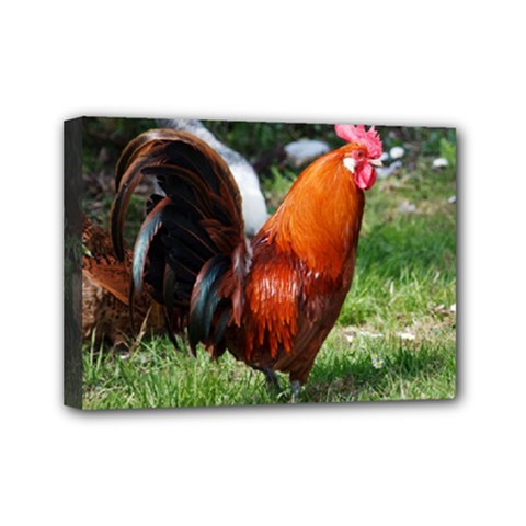 Rooster Mini Canvas 7  x 5  (Stretched) from ArtsNow.com