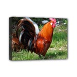 Rooster Mini Canvas 7  x 5  (Stretched)