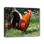 Rooster Canvas 10  x 8  (Stretched)