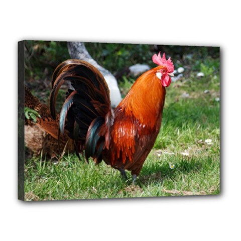 Rooster Canvas 16  x 12  (Stretched) from ArtsNow.com