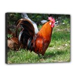 Rooster Canvas 16  x 12  (Stretched)